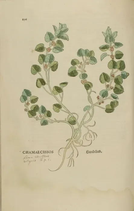 Framed Print : 16th century Botany print Framed Print : 16th century Botany print