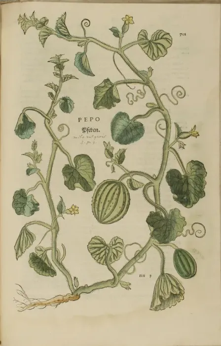 Framed Print : 16th century Botany print Framed Print : 16th century Botany print