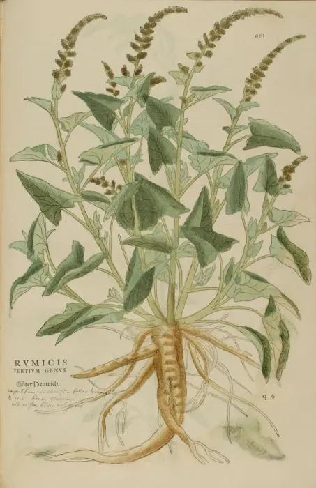 Framed Print : 16th century Botany print Framed Print : 16th century Botany print
