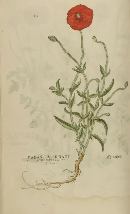 Framed Print : 16th century Botany print Framed Print : 16th century Botany print