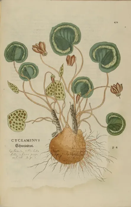 Framed Print : 16th century Botany print Framed Print : 16th century Botany print