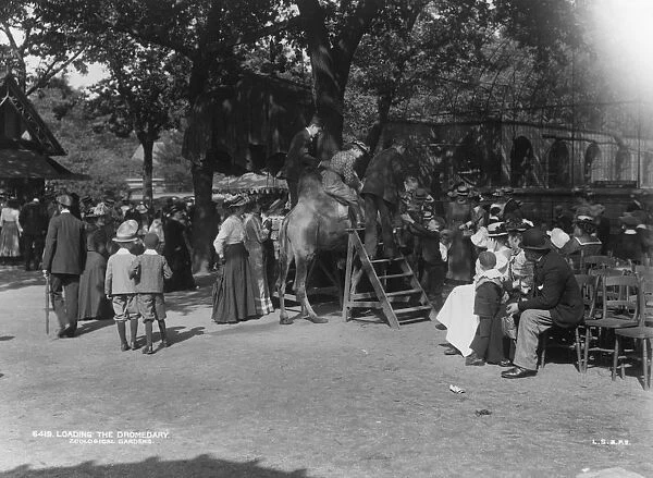 Up You Go. circa 1905: Keepers assist people in mounting a dromedary in