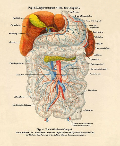1851 Illustration of the Nervous and Bloodflow System