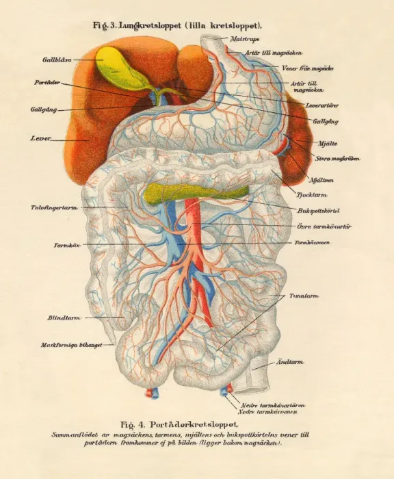 Framed Print : 1851 Illustration of the Nervous and Bloodflow System Framed Print : 1851 Illustration of the Nervous and Bloodflow System