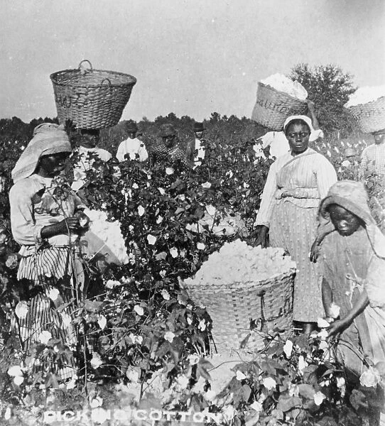 19th Century Cotton Picking
