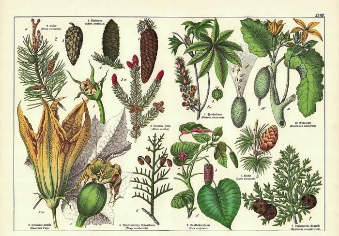 Framed Print : 19th Century - Original scanned antique Victorian style botanical lithographs boards with corresponding caption in Latin and old German script. Munich 1880 - 1889, Germany Framed Print : 19th Century - Original scanned antique Victorian style botanical lithographs boards with corresponding caption in Latin and old German script. Munich 1880 - 1889, Germany