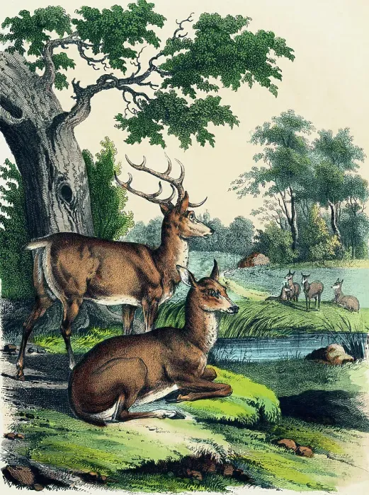 Framed Print : 19th-Century Print Depicting a Stag and Doe