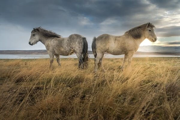 2 icelandic horse standing on a grass land