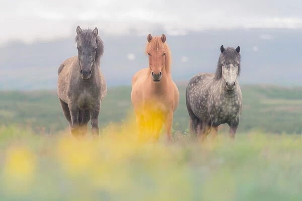 3 Icelandic horses in the meadow field