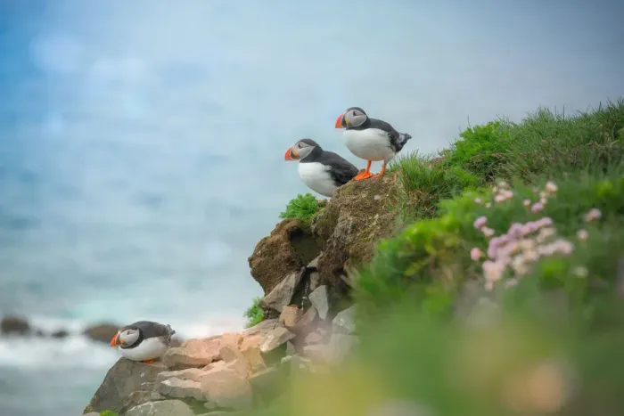 Framed Print : 3 puffins on a cliff Framed Print : 3 puffins on a cliff