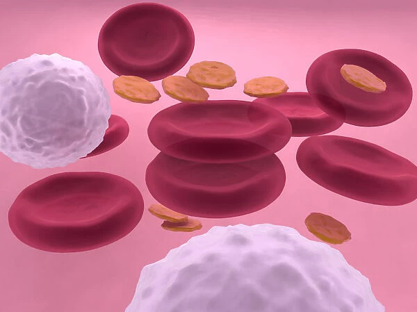 3d-visualisation of blood cells with erythrocytes, leukocytes and platelets