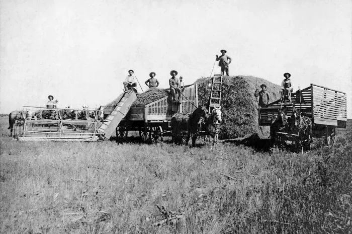 Framed Print : 521, adults, agriculture, animals, antique, black & white, caucasian, copy space