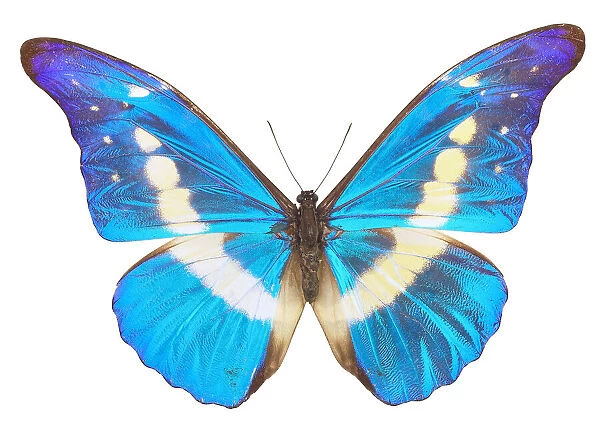 87459715. insect, butterfly, morpho cypris, nymphalidae
