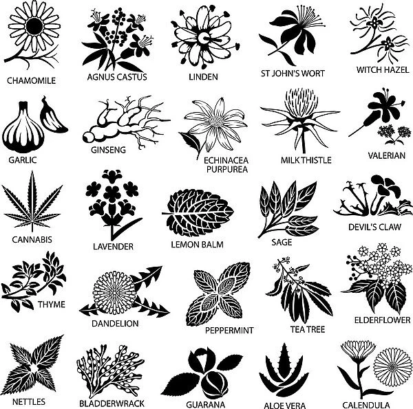 931772484. Medicinal and Herbal Plant Illustrations, 931772484
