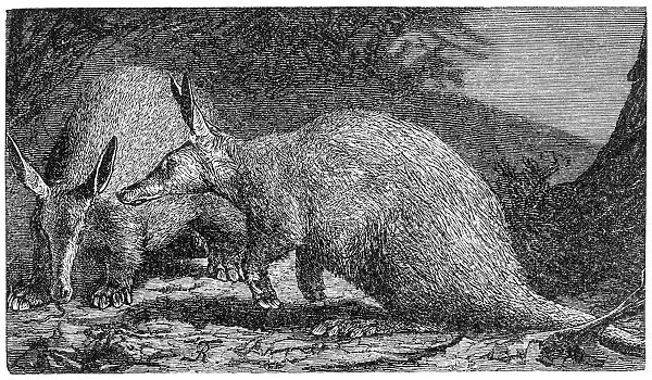 Aardvark (Orycteropus capensis)