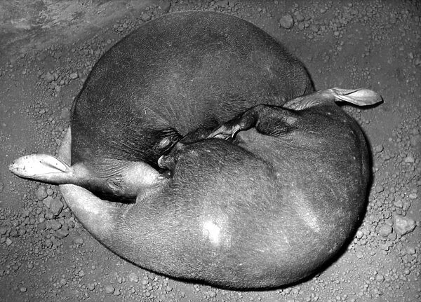 Aardvarks. 29th July 1967: A pair of Aardvarks asleep at Basel zoo in Switzerland