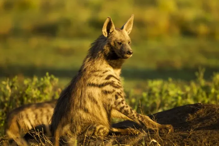 Framed Print : Aardwolf, Ngorongoro, Tanzania