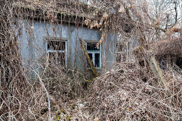 Abandoned house covered with wild grapes. Chernbyl zone, Ukraine