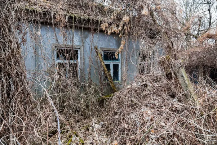 Framed Print : Abandoned house covered with wild grapes. Chernbyl zone, Ukraine Framed Print : Abandoned house covered with wild grapes. Chernbyl zone, Ukraine