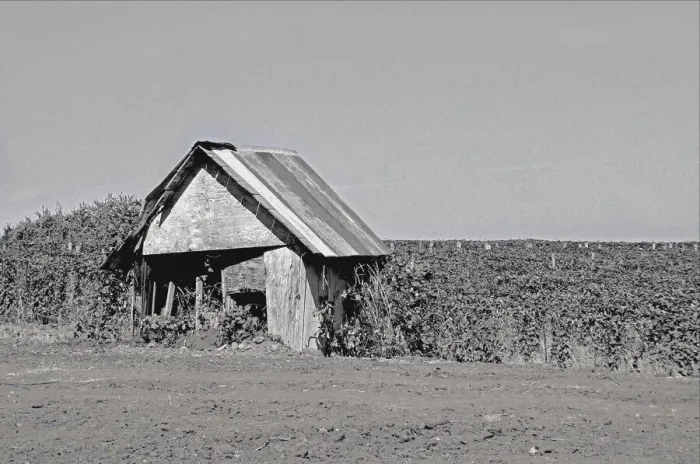Framed Print : An Abandoned Shed Near Mount Angel, Oregon