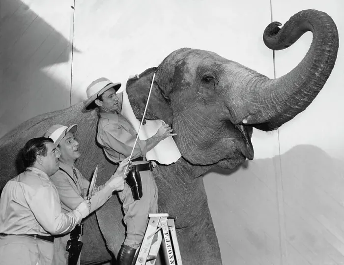 Framed Print : Abbott And Costello With Elephant Framed Print : Abbott And Costello With Elephant