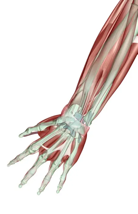 Framed Print : abductor pollicis, abductor pollicis longus, adductor digiti minimi, anatomy, arm Framed Print : abductor pollicis, abductor pollicis longus, adductor digiti minimi, anatomy, arm
