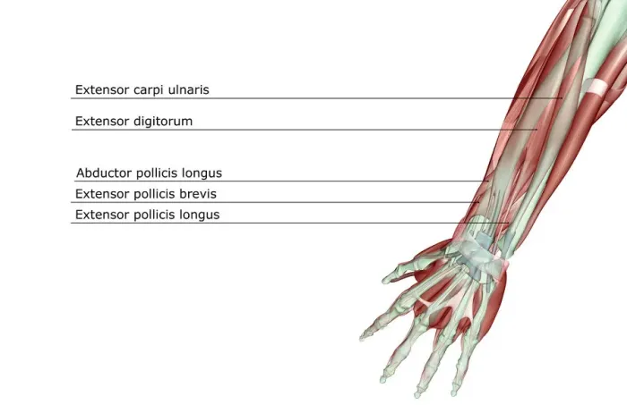 Framed Print : abductor pollicis, abductor pollicis longus, adductor digiti minimi, anatomy, arm Framed Print : abductor pollicis, abductor pollicis longus, adductor digiti minimi, anatomy, arm