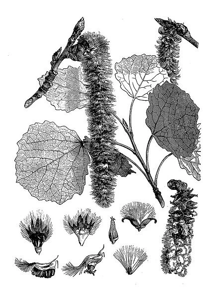 Abele, silver poplar, silverleaf poplar, white poplar (Populus alba)