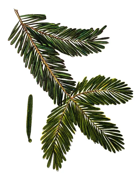 Framed Print : Abies alba, the European silver fir or silver fir Framed Print : Abies alba, the European silver fir or silver fir