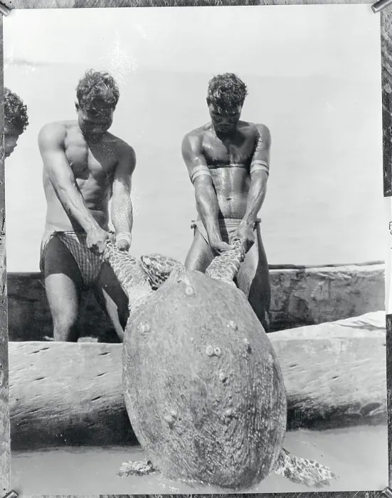 Framed Print : Aborigines Hauling Giant Turtle Framed Print : Aborigines Hauling Giant Turtle