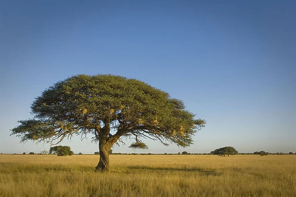 absence, acacia tree, beauty in nature, clear sky, day, grass area, horizon over land