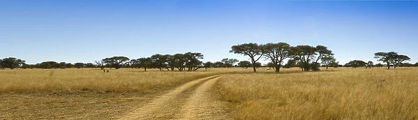 absence, acacia tree, beauty in nature, clear sky, day, diminishing perspective, dirt road