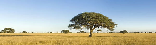 absence, acacia tree, beauty in nature, day, flat, grass arean, horizon over land