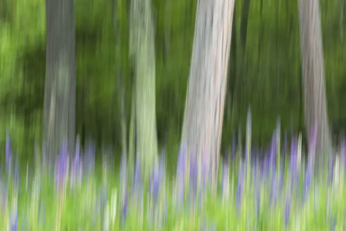 Framed Print : Abstract artistic blur of trees and lupine (Lupinus) blossoms, Wisconsin, USA