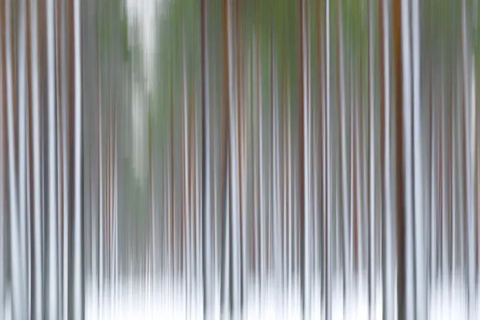 Framed Print : The abstract details of tree trunks Rovaniemi Lapland Finland Framed Print : The abstract details of tree trunks Rovaniemi Lapland Finland