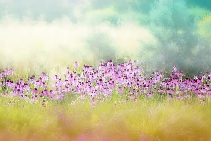 Framed Print : Abstract image of the beautiful pink summer flowers of Echinacea pallida - coneflowers Framed Print : Abstract image of the beautiful pink summer flowers of Echinacea pallida - coneflowers