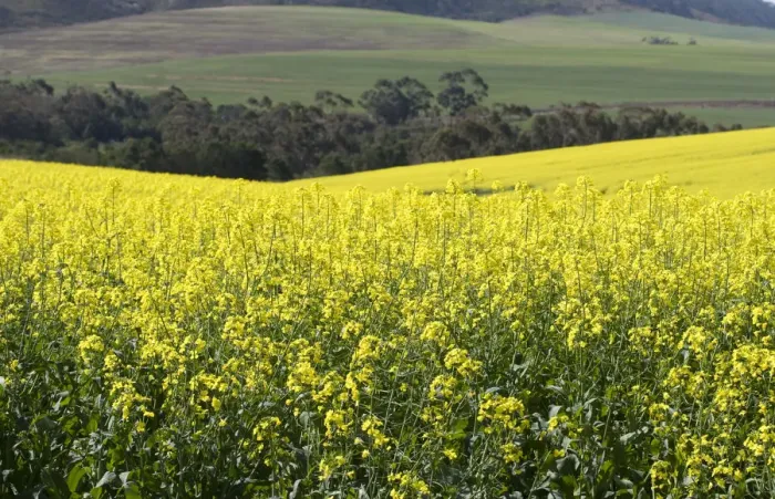 Framed Print : abundance, agriculture, beauty in nature, brassica campestris, caledon, canola, color image Framed Print : abundance, agriculture, beauty in nature, brassica campestris, caledon, canola, color image
