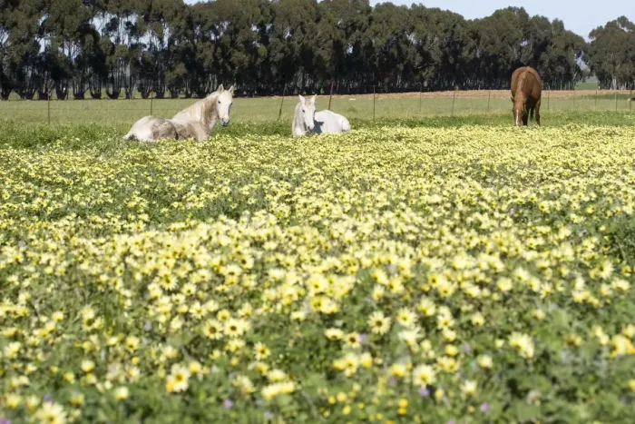 Framed Print : abundance, animal themes, beauty in nature, canola, color image, day, equus ferus caballus Framed Print : abundance, animal themes, beauty in nature, canola, color image, day, equus ferus caballus