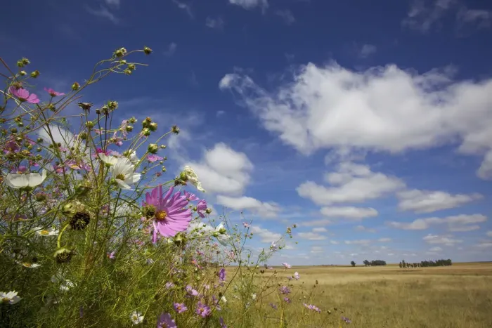 Framed Print : abundance, annual, aster, attractive, beauty in nature, blue sky, close up, cloud