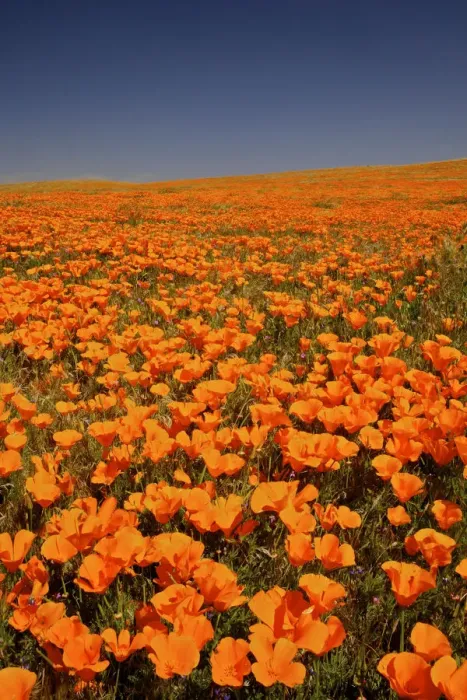 Framed Print : abundance, antelope valley poppy preserve, beauty in nature, california, california poppy