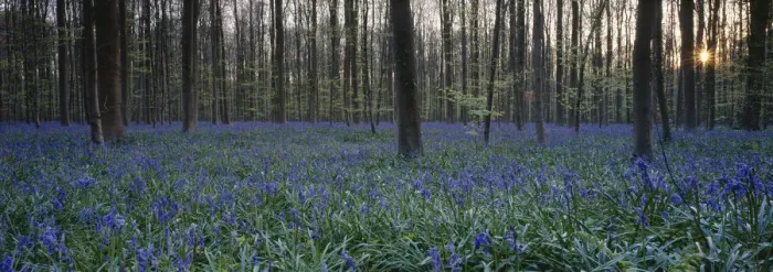 Framed Print : abundance, beauty in nature, belgium, blue, bluebell, flemish brabant, flower, forest Framed Print : abundance, beauty in nature, belgium, blue, bluebell, flemish brabant, flower, forest