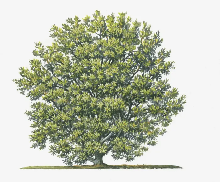Framed Print : abundance, botany, cut out, day, flora, green leaf, myrica cerifera, myrtle, no people Framed Print : abundance, botany, cut out, day, flora, green leaf, myrica cerifera, myrtle, no people
