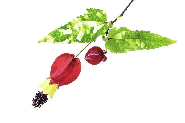 Abutilon megapotamicum variegata, also known as Flowering maple