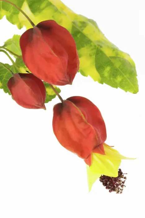 Framed Print : Abutilon megapotamicum Variegata Framed Print : Abutilon megapotamicum Variegata