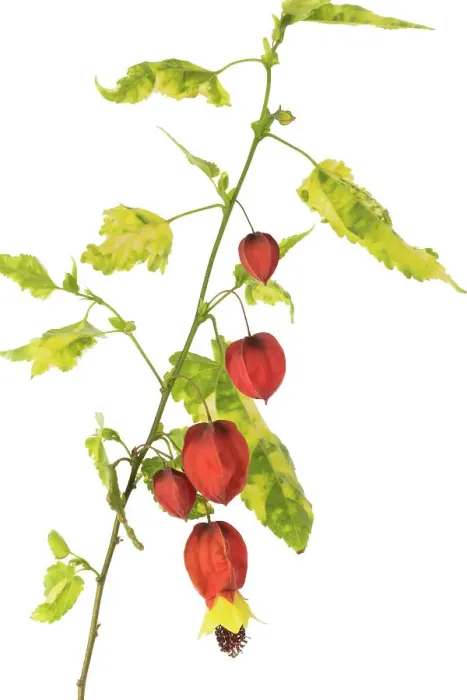 Framed Print : Abutilon megapotamicum Variegata Framed Print : Abutilon megapotamicum Variegata