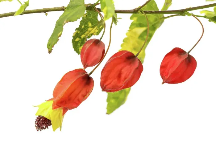 Framed Print : Abutilon megapotamicum Variegata Framed Print : Abutilon megapotamicum Variegata