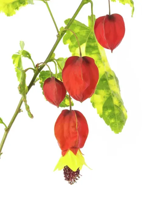 Framed Print : Abutilon megapotamicum Variegata Framed Print : Abutilon megapotamicum Variegata