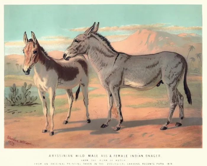 Framed Print : Abyssinian Wild Ass and Indian Onager Framed Print : Abyssinian Wild Ass and Indian Onager