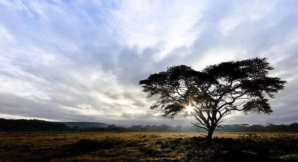 Acacia -Acacia-, Lake Nakuru National Park, Kenya, East Africa, PublicGround