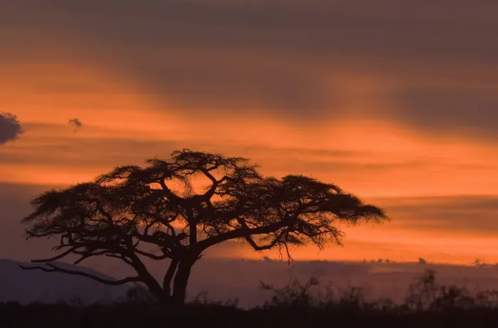 Framed Print : acacia erioloba, acacia tree, amboseli national park, backlit, beauty in nature Framed Print : acacia erioloba, acacia tree, amboseli national park, backlit, beauty in nature